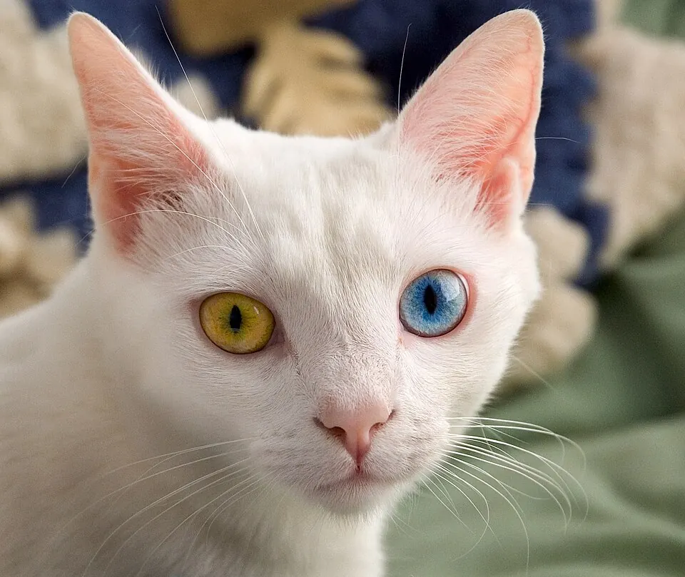Un gatto bianco con un occhio giallo e uno azzurro fissa l'obiettivo