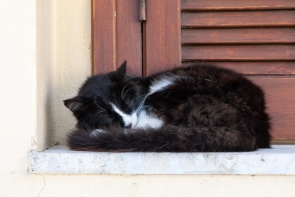 Un gatto bianco e nero dorme sul davanzale di una finestra con le persiane marroni