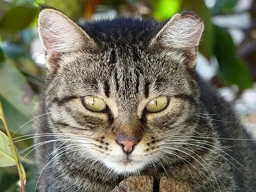 Ritratto del direttore, un gatto tigrato dall'aria severa