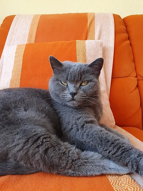 Il gatto grigio seduto sul divano, attento