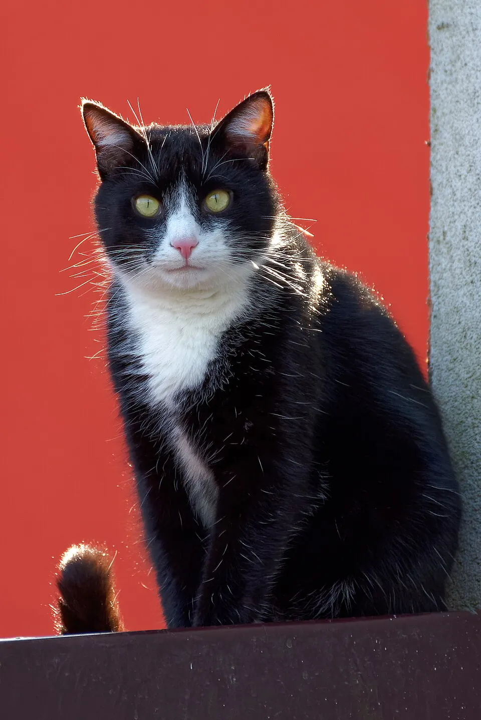 Un gatto bianco e nero in posa composta davanti a un muro rosso