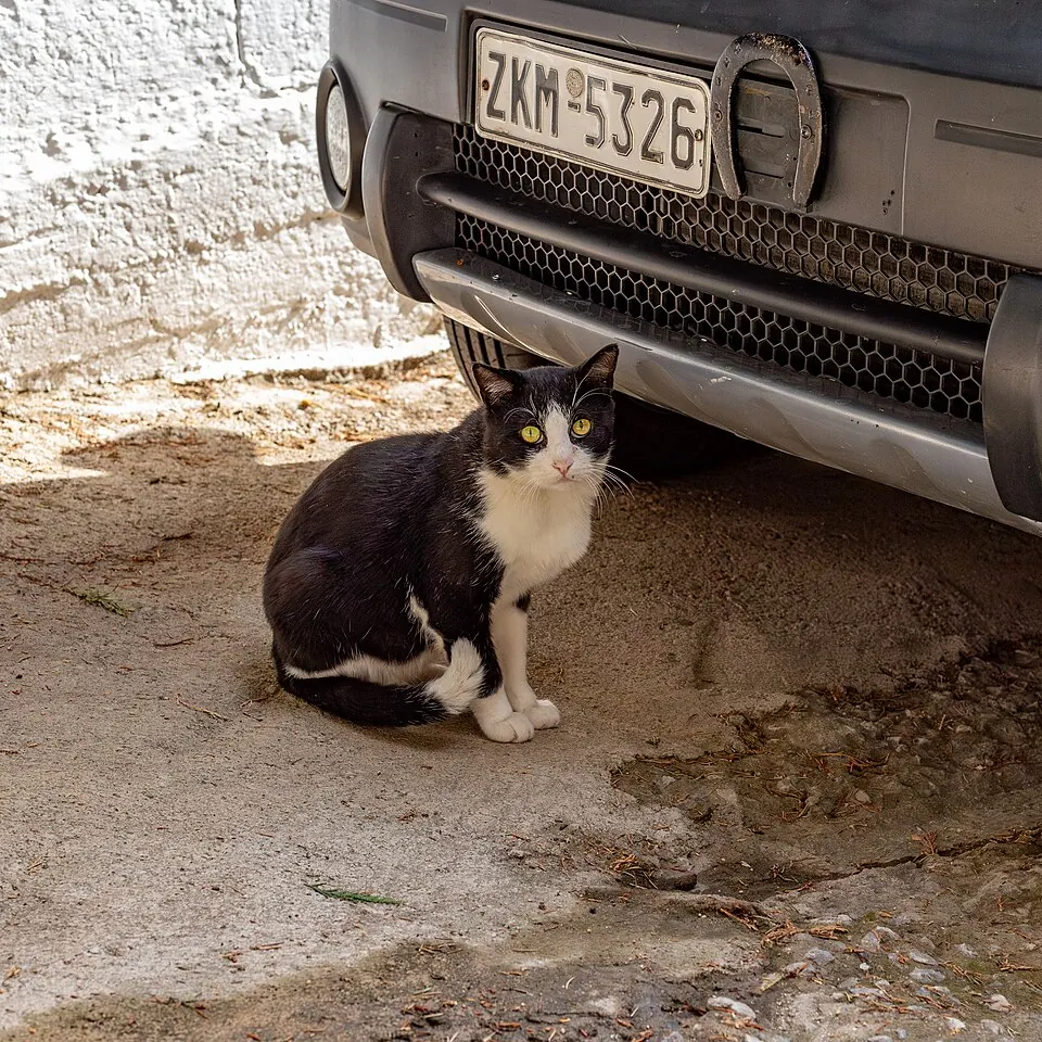 Un gatto bianco e nero seduto sotto il paraurti di un'auto