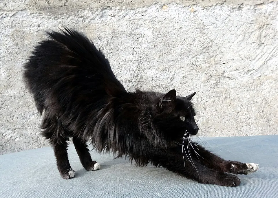 Un gatto nero a pelo lungo si stiracchia