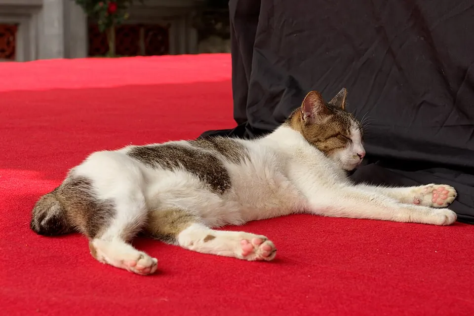 Un gatto bianco e marrone dorme disteso su un tappeto rosso